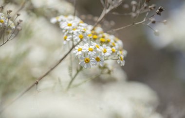 Gran Canaria Flora - çiçekli Tanacetum ptarmiciflorum