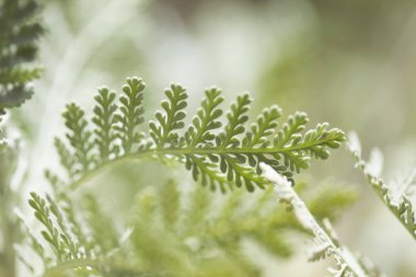 gran canaria - tanacetum ptarmiciflorum yaprakları florası