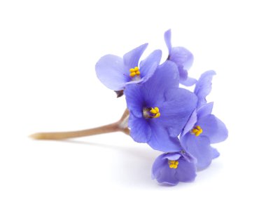 Beyaz Afrika mavi menekşe