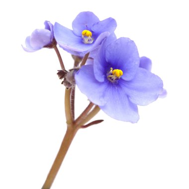 Beyaz Afrika mavi menekşe