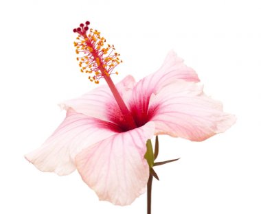 nazik pembe ebegümeci