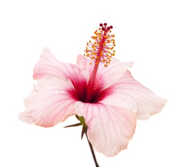 nazik pembe ebegümeci