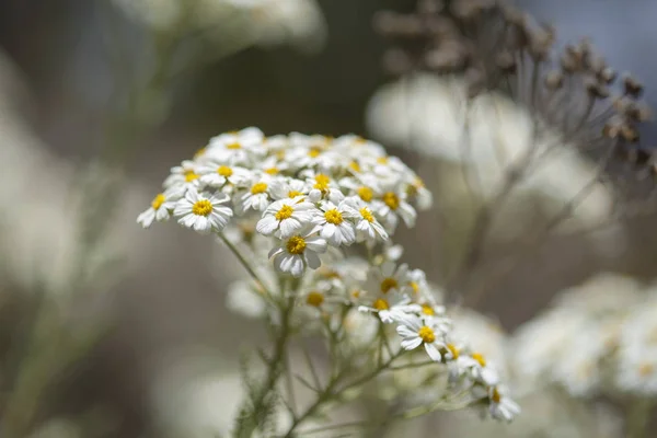 Флора Гран-Канарії-цвітіння Танацету ptarmiciflorum — стокове фото