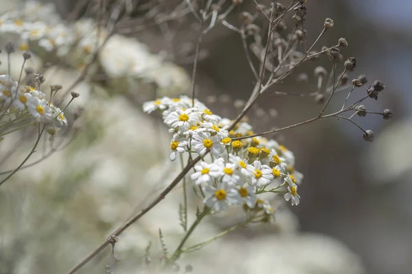 Flora de Gran Canaria - floração Tanacetum ptarmiciflorum — Fotografia de Stock