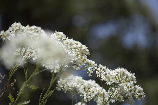 Flora Gran Canarie-kvetoucí Tanacetum ptarmiciflorum — Stock fotografie