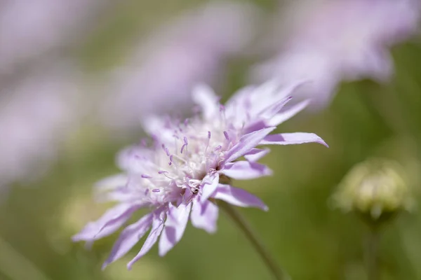 Flore de Gran Canaria - Pterocephalus dumetorum — Photo