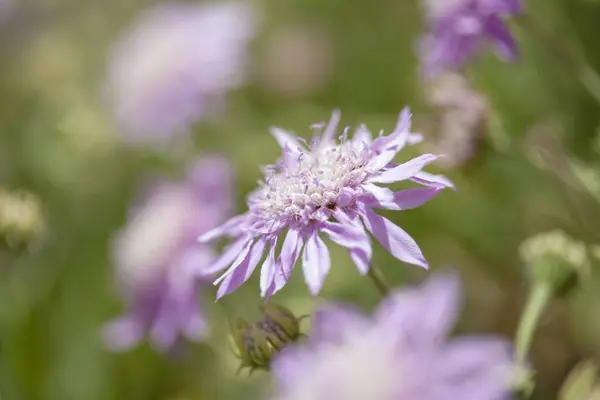 Flora z gran canaria - pterocephalus dumetorum — Stock fotografie