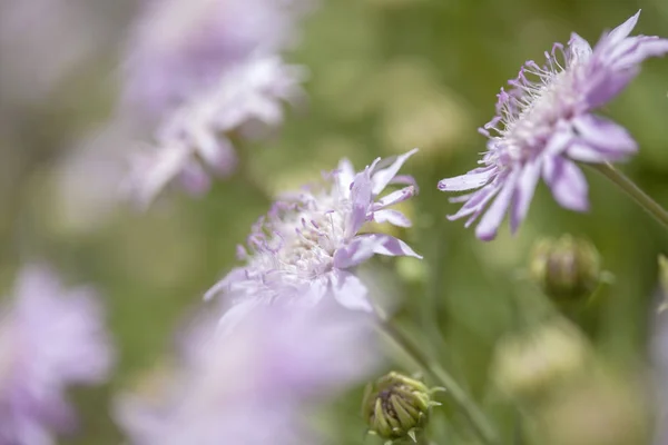 Flora z gran canaria - pterocephalus dumetorum — Stock fotografie