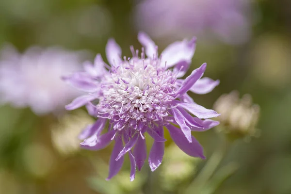 Flora z gran canaria - pterocephalus dumetorum — Stock fotografie