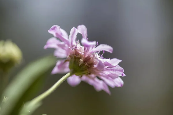 Flora z gran canaria - pterocephalus dumetorum — Stock fotografie