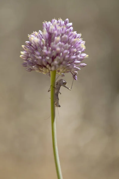 Flora von Gran Canaria - Allium ampeloprasum — Stockfoto