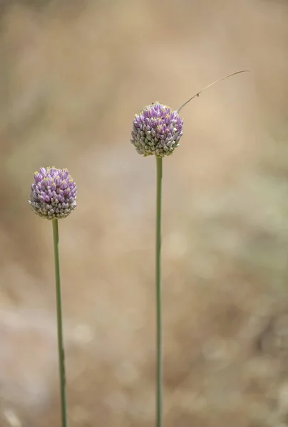 Flora z Gran Canaria – pór zahradní — Stock fotografie