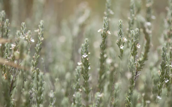 Flora of Gran Canaria - flowering micromeria — Stock Photo, Image