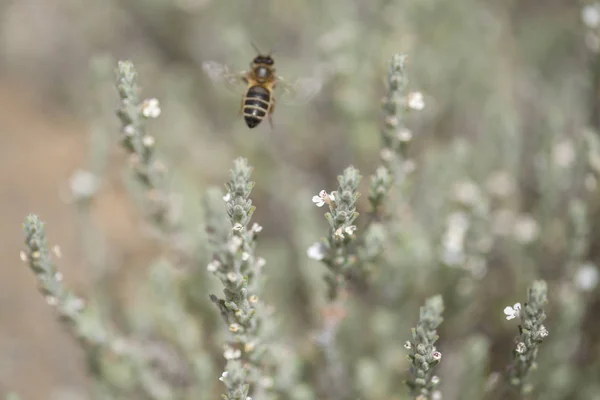 Flora Gran Canaria-kwitnąca mikromeria — Zdjęcie stockowe