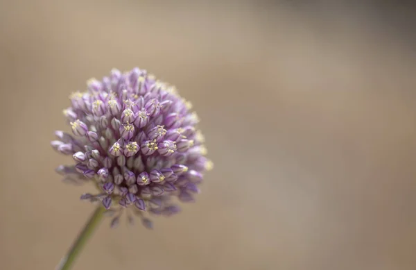 Flora z Gran Canaria – pór zahradní — Stock fotografie