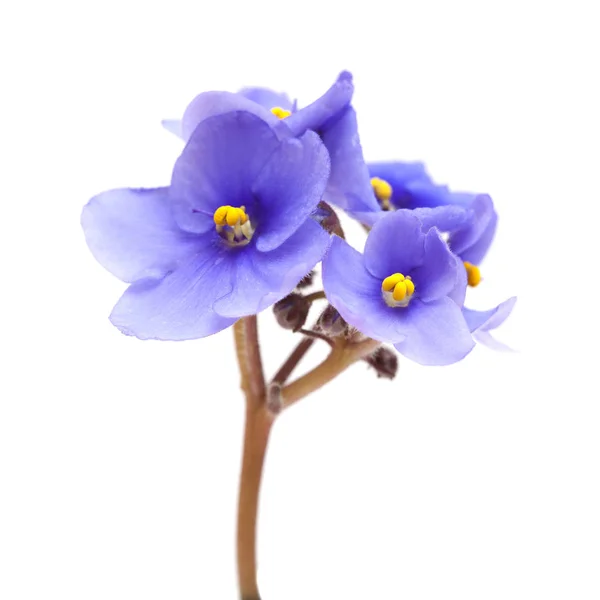 Blue african violet on white — Stock Photo, Image