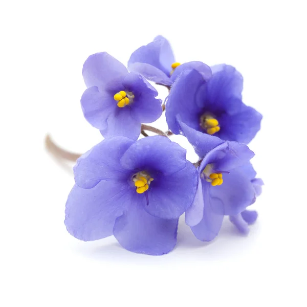 Blauw Afrikaans Violet op wit — Stockfoto