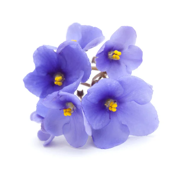 Blue african violet on white — Stock Photo, Image