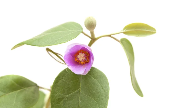 Rosa blommor av Lagunaria patersonia — Stockfoto