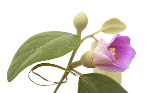 A Lagunaria patersonia rózsaszín virágai — Stock Fotó