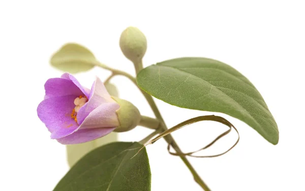 Rosa Blüten der Lagunaria patersonia — Stockfoto