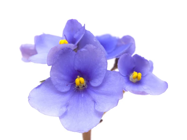 Blue african violet on white — Stock Photo, Image