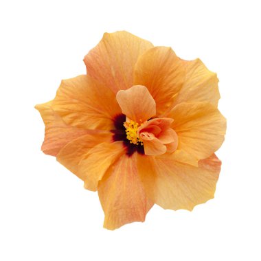 tek turuncu ebegümeci