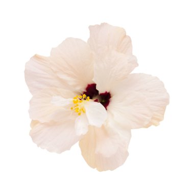 tek soluk pembe ebegümeci