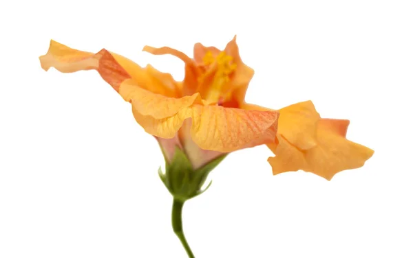 Single orange hibiscus — Stock Photo, Image