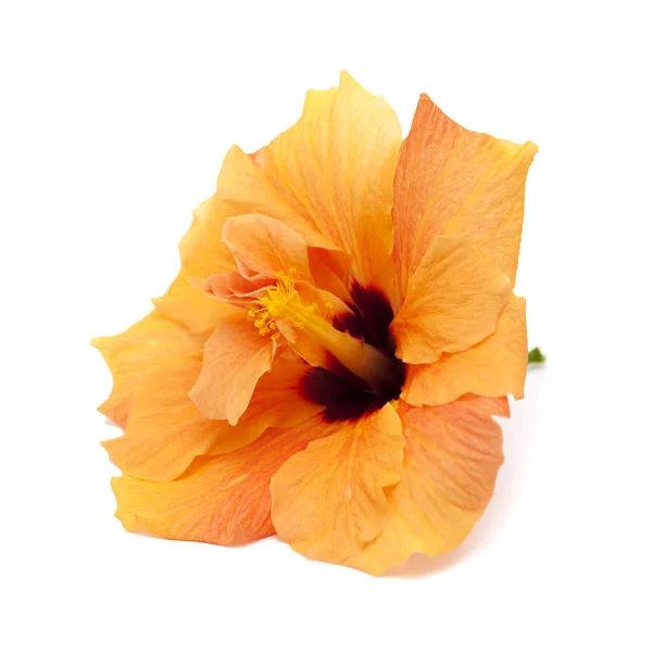 Single orange hibiscus — Stock Photo, Image