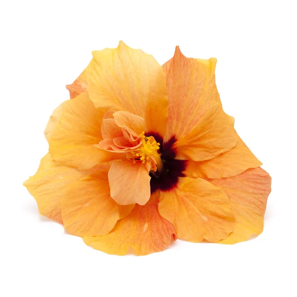 Single orange hibiscus on white surface — Stock Photo, Image