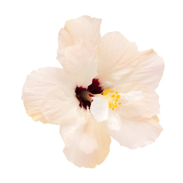 Enkele bleke roze Hibiscus — Stockfoto