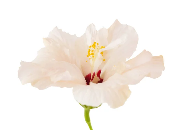 Hibisco rosa pálido único — Fotografia de Stock