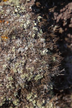 Roccella canariensis büyüyor