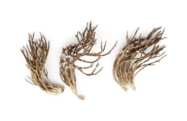 Roccella canariensis izole