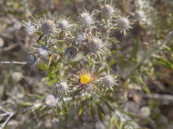 Gran Canaria Flora - Carlina salicifolia — Stok fotoğraf