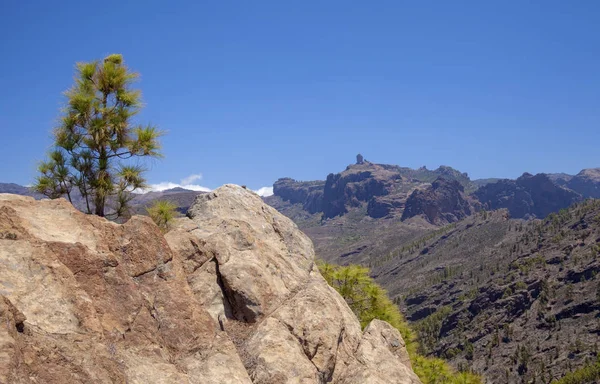 Gran Canaria, junio — Foto de Stock