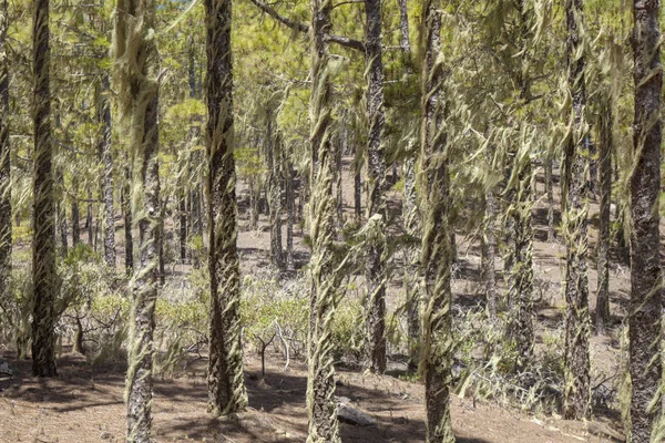 Gran Canaria, június — Stock Fotó