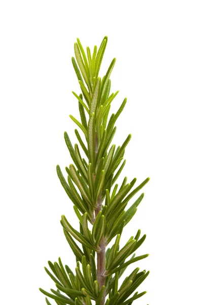Young rosemary branch — Stock Photo, Image