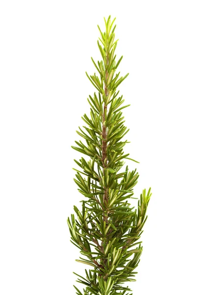 Young rosemary branch — Stock Photo, Image