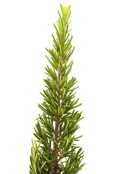 Young rosemary branch — Stock Photo, Image