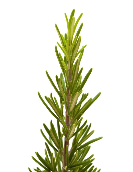 Unga Rosemary Branch — Stockfoto