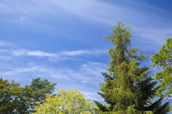 Árvores de verão e céu — Fotografia de Stock