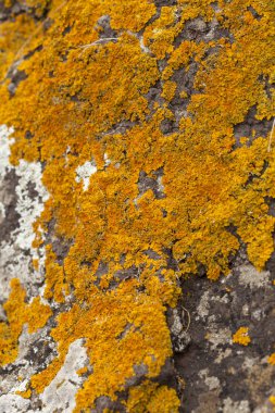 kaya arka plan üzerinde likens