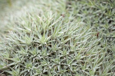 Deuterocohnia brevifolia arka plan 