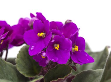 Mor african violet 
