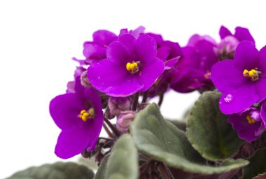 Mor african violet
