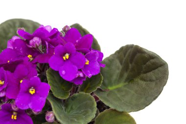 Mor african violet
