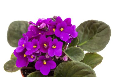 Mor african violet