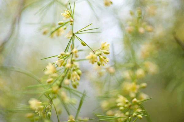 Fioritura dell'asparago scoparius — Foto Stock